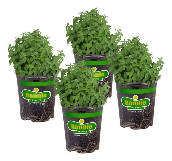 Bonnie Plants Catnip Live Herb Plants – 4 Pack, Pet Friendly, Grows Great In Containers, Fresh For Cats & Dries For Cat Sachets