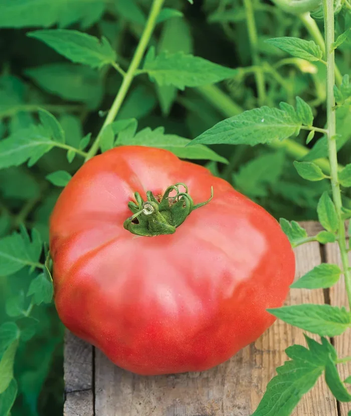 Burpee ‘Brandy Boy’, Hybrid Beefsteak Slicing Variety, Large Red Fresh Indeterminate Tomato, 35 Non-GMO Seeds