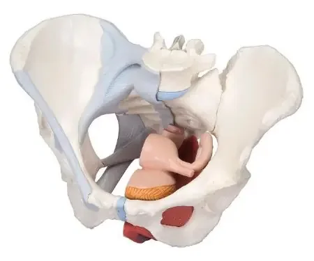 FEI – 4 Part Female Pelvis Model Female 4.8 lbs. – 920018