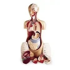 KnowBody Basic Teaching Torso – Anatomical Model Life Size 61 lbs. – SB19111
