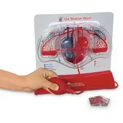 Learning Resources – Pumping Heart Model – SB48204