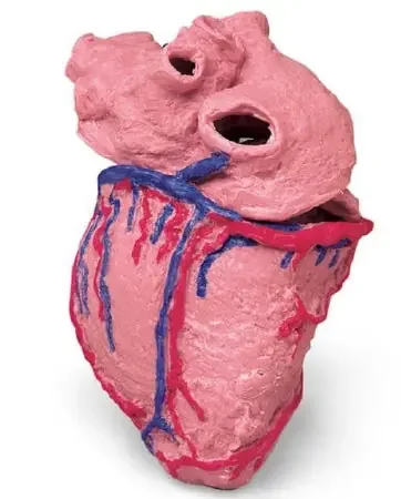 Life/Form – Human Heart Model Life/form – LF00964
