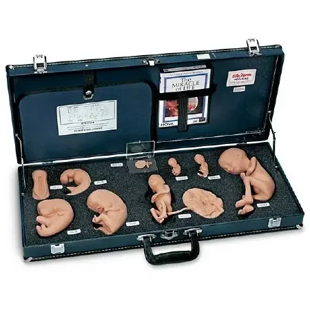 Life/Form – Human Reproduction and Development Kit with DVD Life/form Plastic – WA25812
