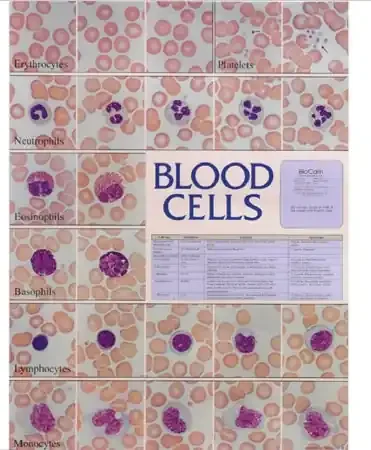 Market Lab – Anatomical Chart Blood Cell 18-1/2 X 23-1/2 Inch Plastic Laminated – 5499