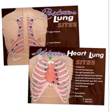 Nasco – Heart & Lung Poster – LF00683