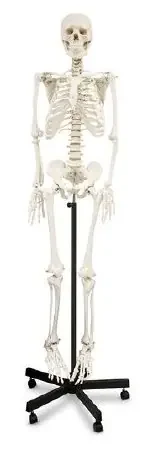 Nasco – Human Skeleton – SB02011