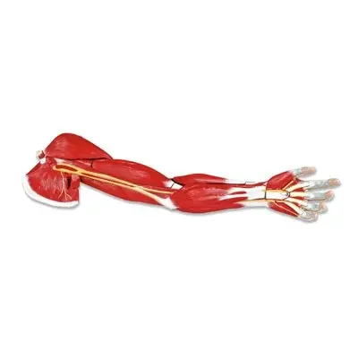 Nasco Healthcare – Arm Muscle Model – LA00129