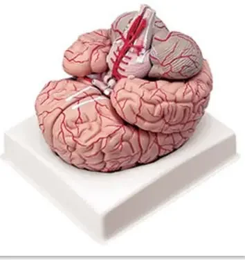 Nasco Healthcare – Brain with Arteries – LA00239