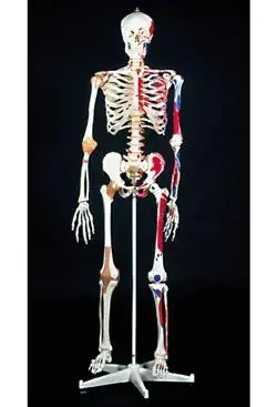 Nasco Healthcare – Super Skeleton Model Male – SB14921