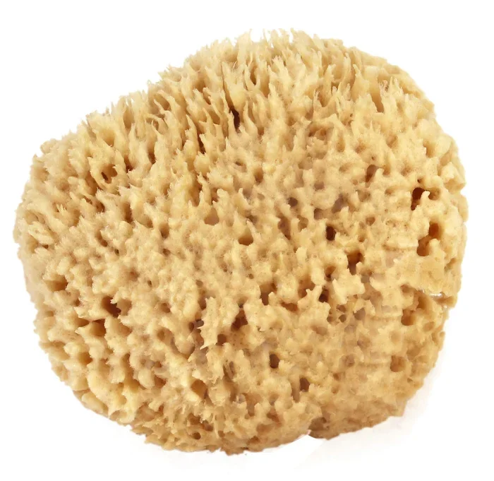 Sea Wool Sponge 6-7″ (X-Large) by Bath & Shower Express ® Natural Renewable Resource Esponja for Body, Genuine Exfoliating Skin Wash